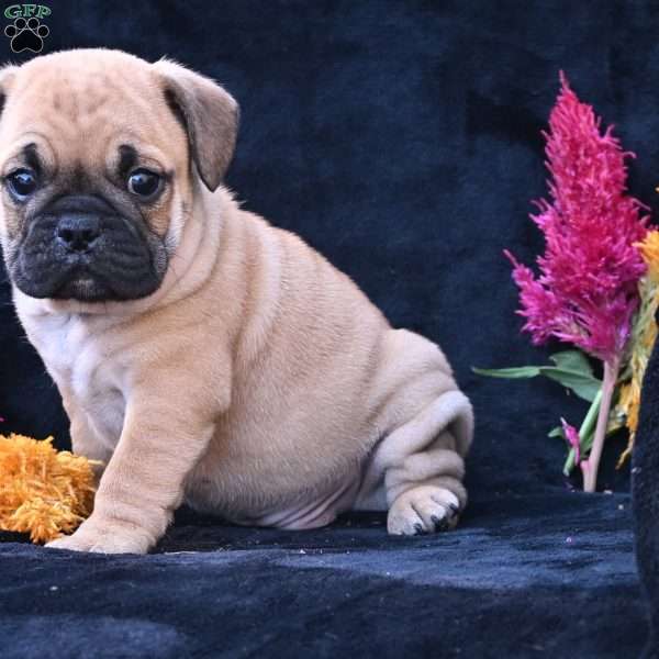 Buddy, Miniature Bulldog Puppy